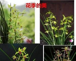 兰草和兰花（兰草和兰花的区别）