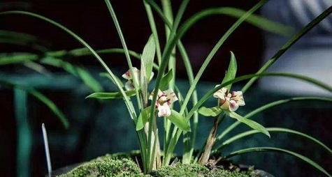 兰花草开花的时间与寓意（探秘兰花草的花期和文化内涵）