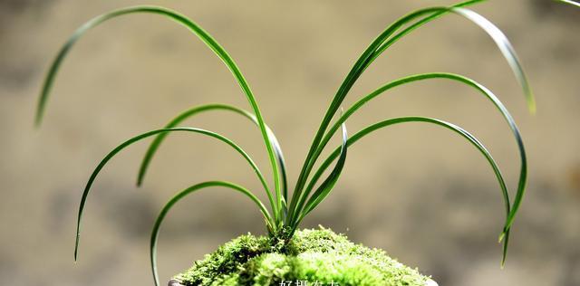 探究兰花生长周期（从发芽到开花）