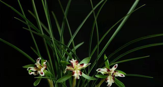 兰花花期及其生长周期（从花苞到盛放）