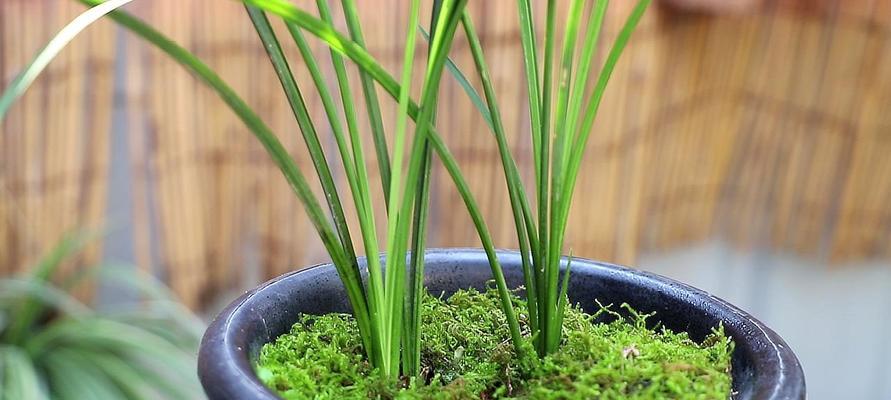 兰花的分类与特点（探究兰花的被子植物身份）