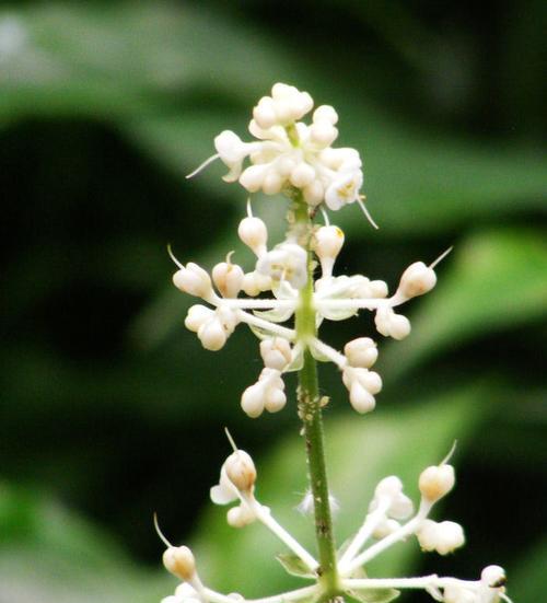 杜若花的花语与寓意——唤醒生命之美（用杜若花的花语感知自然之灵动）