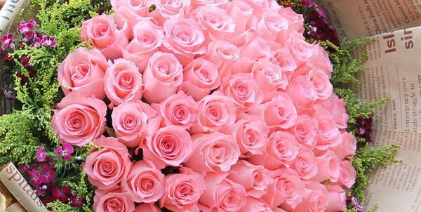 粉玫瑰的花语与象征意义（浪漫、纯洁、友谊与爱情）