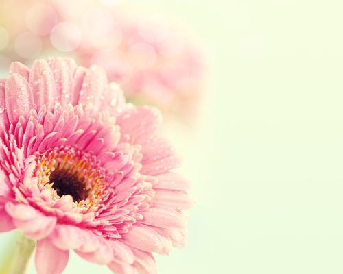 粉色雏菊的花语与寓意（探寻粉色雏菊的情感象征和内在意义）
