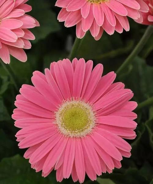 粉色菊花的花语——爱的温柔与美好（揭示粉色菊花所代表的深刻情感和内涵）