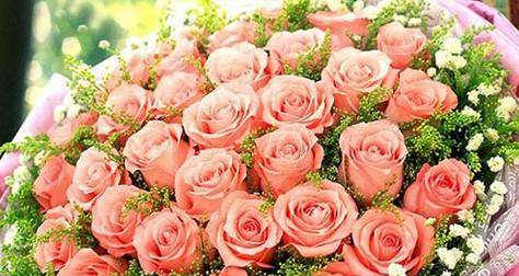 粉色玫瑰的花语与象征意义（揭示粉色玫瑰背后隐藏的感情与含义）