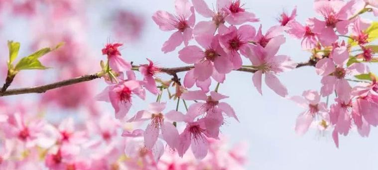 粉色樱花的花语及象征意义（浪漫）