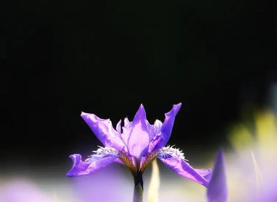 以鸽子花的花语与寓意（探究鸽子花的象征意义）