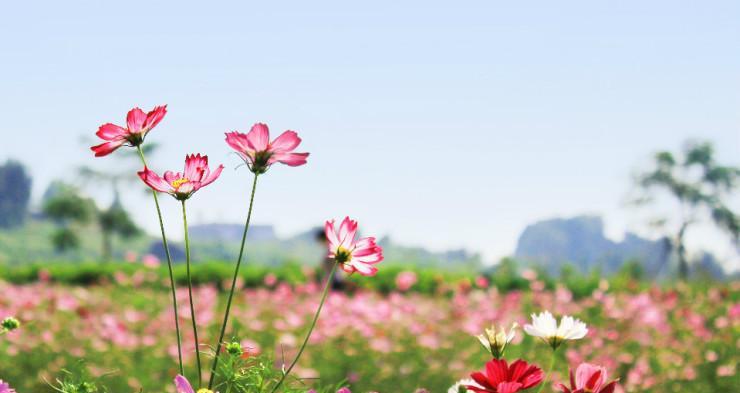 格桑花的花语与寓意（传递希望与坚韧的格桑花）