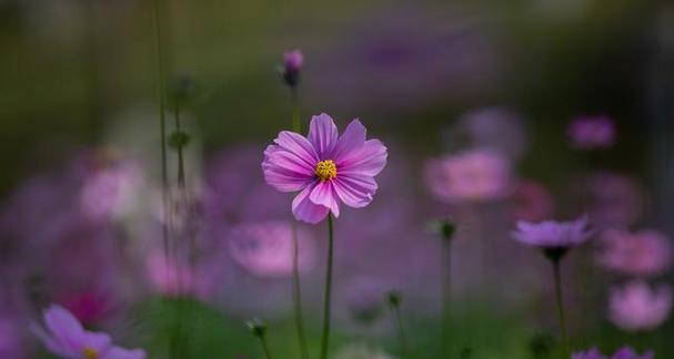 格桑花的花语（揭示格桑花的含义及其在生活中的启示）