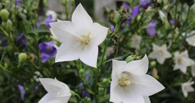 以梗菊的花语探寻生命的坚韧与希望（以梗菊的花语感受坚韧不拔的生命之美）