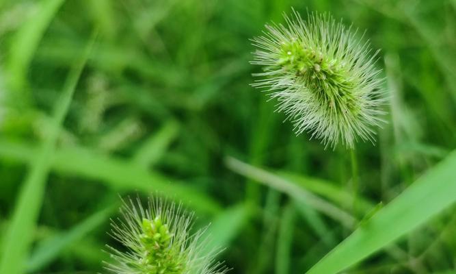 狗尾巴草的花语与寓意（探寻狗尾巴草的隐含含义）