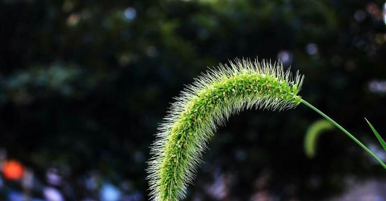 狗尾巴花的花语和美丽之谜（解析狗尾巴花的花语）