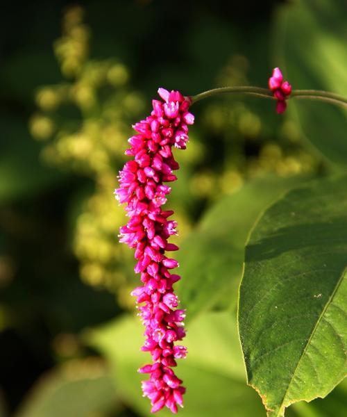 狗尾草的花语（狗尾草花语的隐含意义及传递的信息）