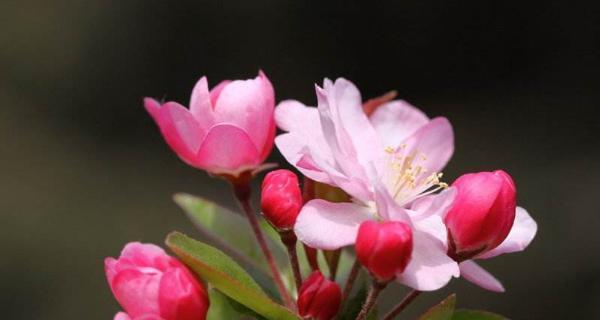 海棠花的花语与代表意义（海棠花）