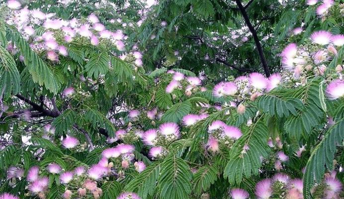 含羞草花语的寓意与象征（含羞草的神秘力量和心灵启迪）