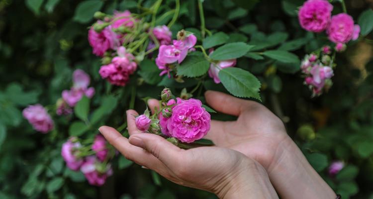 黑蔷薇花语与代表意义（探索黑蔷薇的神秘与美丽）