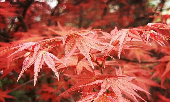 红枫花的花语和寓意（追寻自由的象征——红枫花的美丽与深意）