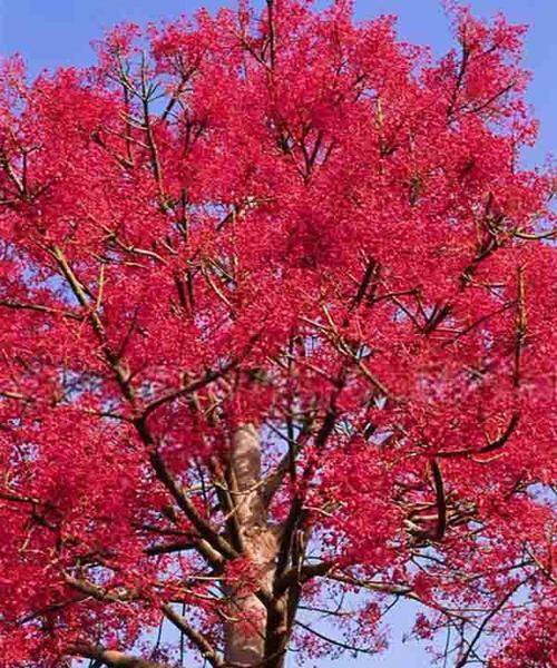 红枫的花语与意义（揭秘红枫花的隐含信息）