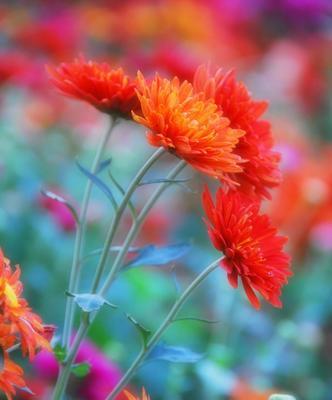 以黄菊花代表的花语剖析（黄菊花所传达的情感与寓意）