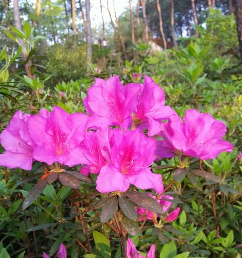 黄山市花杜鹃花的象征与意义（揭示黄山市花杜鹃花的文化内涵）