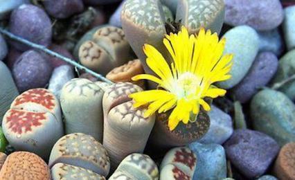 如何养护生石花，让其开出美丽的花朵（掌握养护技巧）