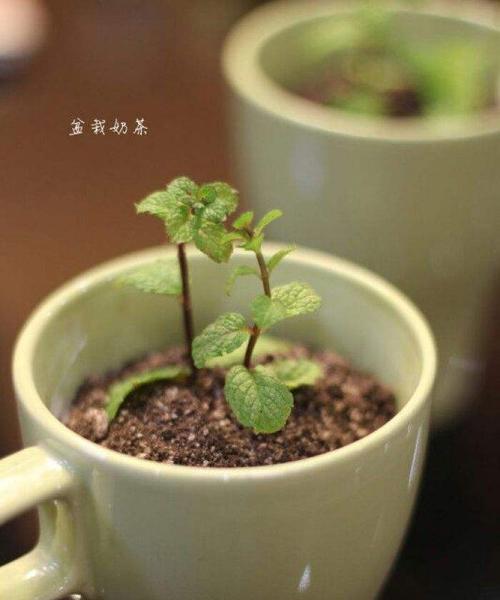 剩牛奶可以作为植物肥料吗（用剩牛奶浇花的正确方法及注意事项）