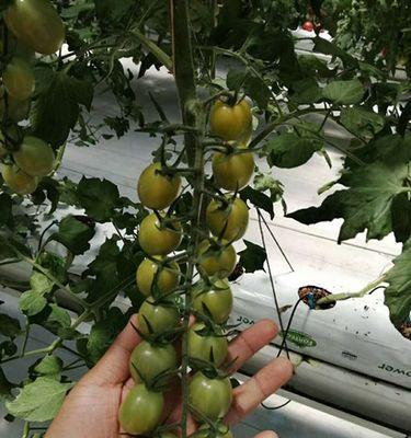 圣女果苗的种植时间与技巧（准确选择种植时间）