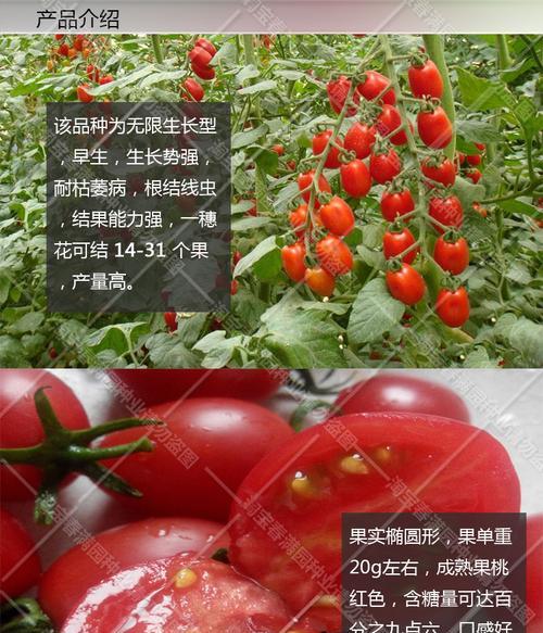 如何科学地食用圣女果（一天吃几个最好）