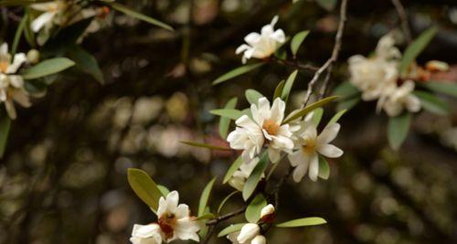 十里香养殖指南（从种植到收获）