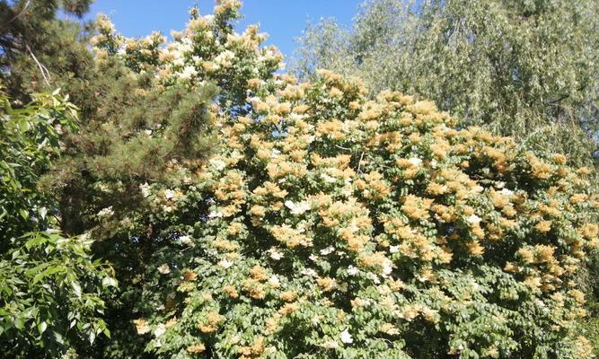 十里香花的养殖技巧（打造健康）