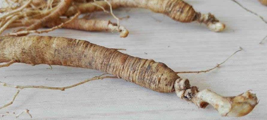 石参的神奇功效与食用方法（探秘石参的药食双效及营养价值）