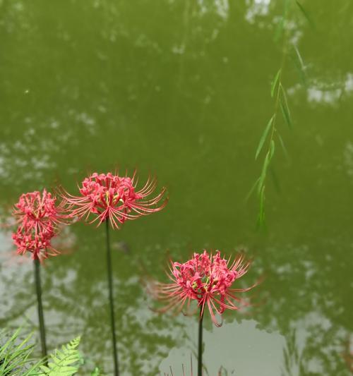 揭秘石家庄市花（草地鳞花的历史）