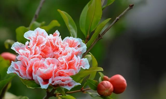 石榴花的花语（探索石榴花代表的深刻寓意）