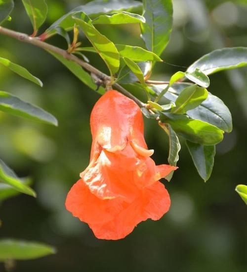 石榴花冬天掉叶子的原因（探究石榴花冬天掉叶子的可能因素）