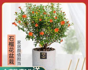 石榴盆栽几年结果的全过程（从种植到结果）