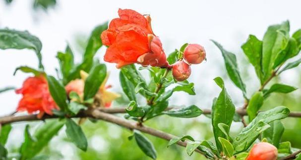 石榴的开花季节（探究石榴的开花时间以及影响因素）