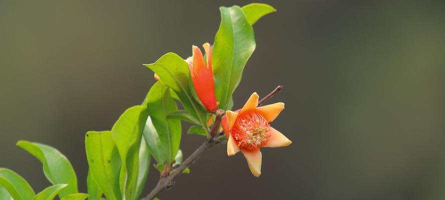 石榴开花季节及其奇妙魅力（探秘石榴开花的美丽时刻）