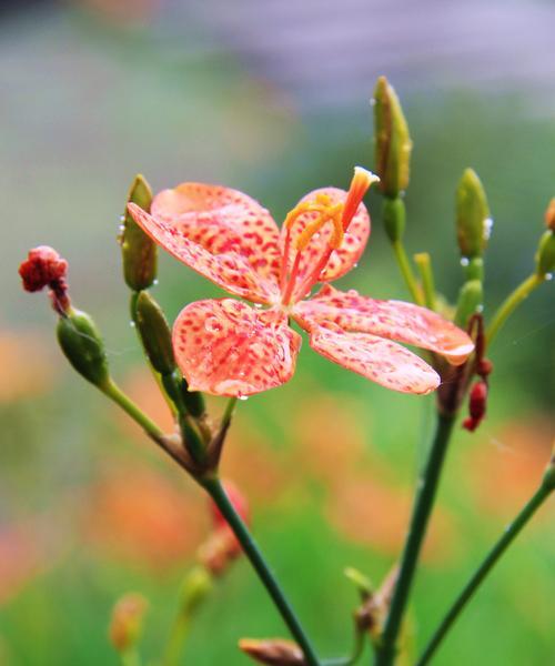 冬日花卉的花语（冬天花卉的花语解读及赏析）