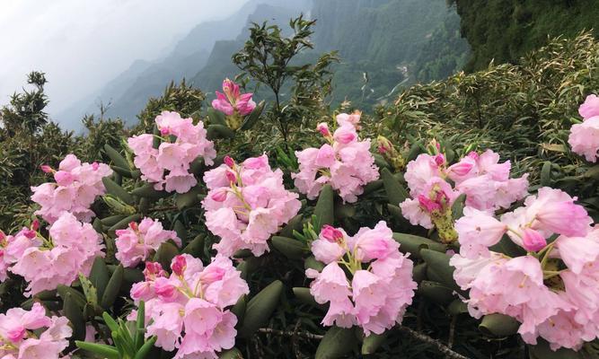 杜鹃花的意义与象征（以杜鹃花为代表的花卉语言）