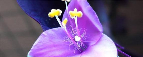 繁缕花的花语与象征意义（揭秘繁缕花的神秘之意）