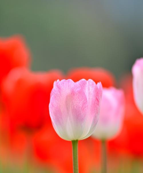 粉色郁金香的花语——传递甜蜜与温馨的象征（美丽的粉色郁金香绽放）