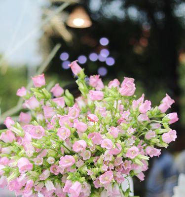 风铃花的花语与传说（探寻风铃花的神秘意义与美丽传说）