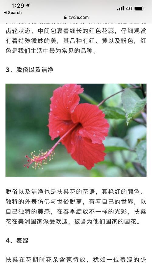 扶桑花的花语与含义（揭示扶桑花在不同文化中的象征意义）