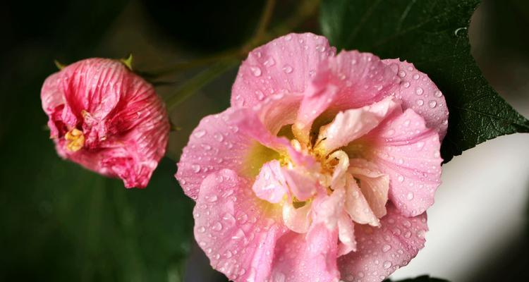 芙蓉花的寓意与象征（探究芙蓉花的文化内涵及其象征意义）