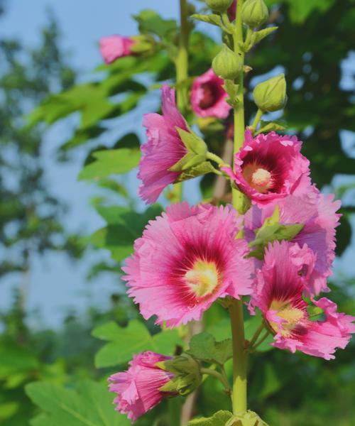 芙蓉花（探索芙蓉花的花语）