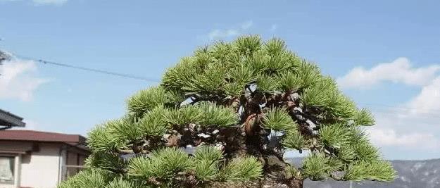 黑松喜阳还是喜阴（探究黑松生长的光照需求以及适宜的栽植条件）