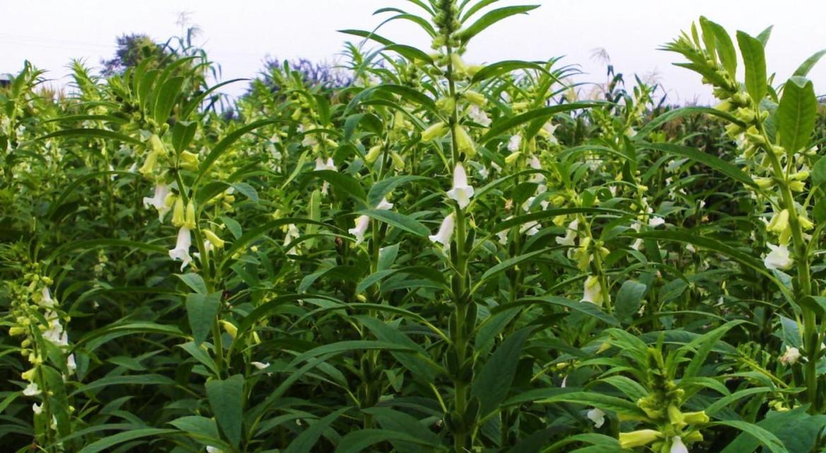 黑芝麻上市时间（黑芝麻成熟期）