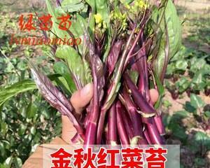 红菜苔种子的种植方法（从种子选购到收割）