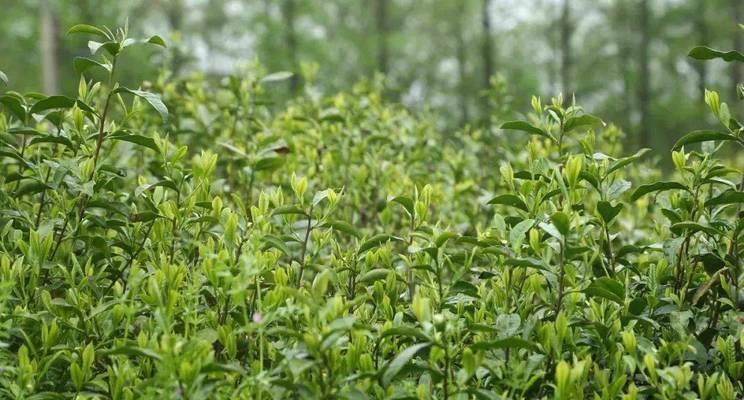 红茶采摘的最佳时间及收获季节（掌握采茶的时间）